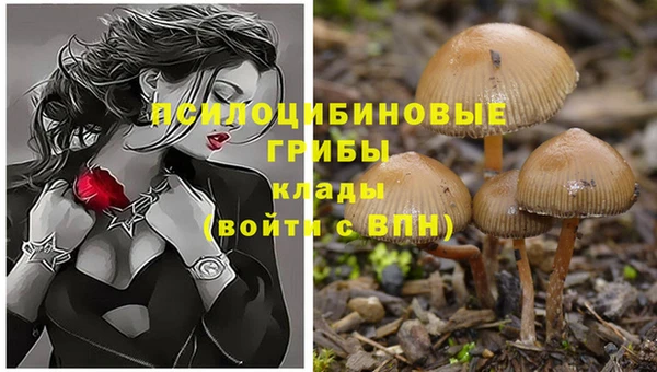 крисы Аркадак