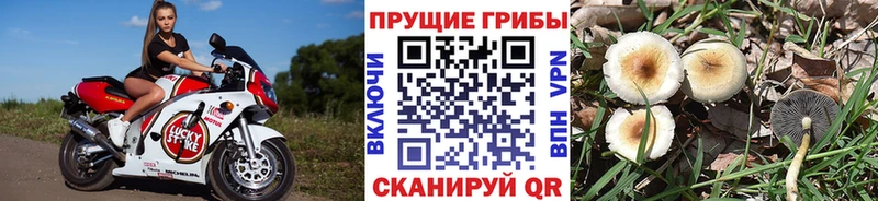 ОМГ ОМГ как зайти  Мещовск  Галлюциногенные грибы мухоморы 